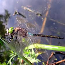 Attēlu rezultāti vaicājumam “Anax parthenope”