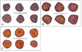 Attēlu rezultāti vaicājumam “Riccia sorocarpa macro”