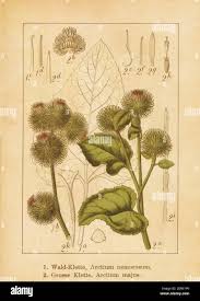 Attēlu rezultāti vaicājumam “Arctium nemorosum”