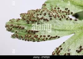 Attēlu rezultāti vaicājumam “Tranzschelia anemones”