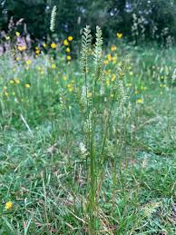 Attēlu rezultāti vaicājumam “Cynosurus cristatus”