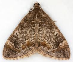 Attēlu rezultāti vaicājumam “Dysstroma truncata”