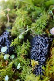 Attēlu rezultāti vaicājumam “Thuidium”