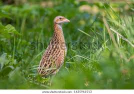 Attēlu rezultāti vaicājumam “Crex crex adult”