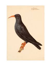 Image result for Pyrrhocorax pyrrhocorax