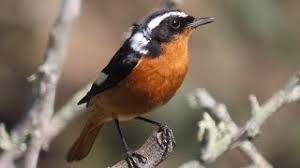 Image result for Phoenicurus moussieri