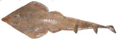 Image result for Acroteriobatus blochii