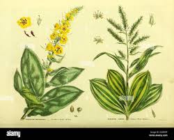 Image result for Verbascum phlomoides