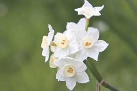 Attēlu rezultāti vaicājumam “Narcissus”