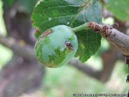 Attēlu rezultāti vaicājumam “Grapholita funebrana larva”