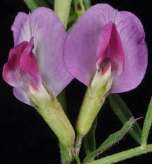 Attēlu rezultāti vaicājumam “Vicia angustifolia flower”