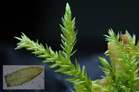 Attēlu rezultāti vaicājumam “Isothecium alopecuroides”