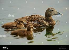 Attēlu rezultāti vaicājumam “Somateria mollissima juvenile”