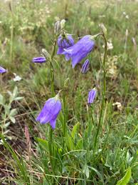 Image result for Campanula moesiaca