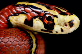 Attēlu rezultāti vaicājumam “Lycogala persicum sessile”