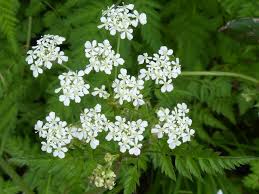 Attēlu rezultāti vaicājumam “Umbelliferae”