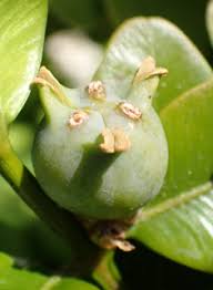 Attēlu rezultāti vaicājumam “Buxus sempervirens flower”