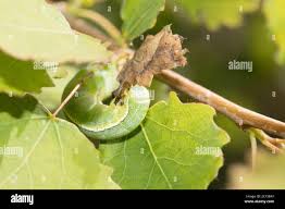 Attēlu rezultāti vaicājumam “Orthosia larvae”