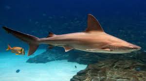 Image result for Carcharhinus