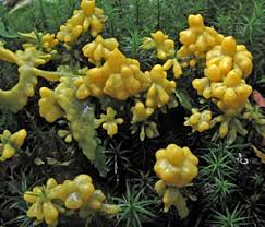 Attēlu rezultāti vaicājumam “Badhamia nitens sessile”