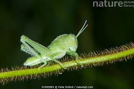 Attēlu rezultāti vaicājumam “Acrididae”