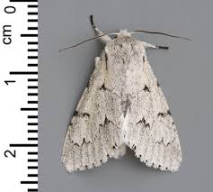 Attēlu rezultāti vaicājumam “Acronicta leporina”