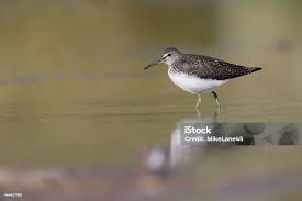 Attēlu rezultāti vaicājumam “Tringa ochropus”