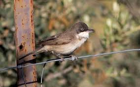 Image result for Sylvia hortensis