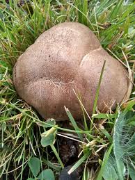 Attēlu rezultāti vaicājumam “Tricholoma sp.”