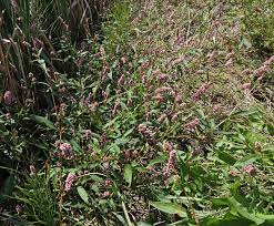 Attēlu rezultāti vaicājumam “Persicaria maculosa leaf”