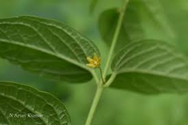 Attēlu rezultāti vaicājumam “Vincetoxicum hirundinaria leaf”