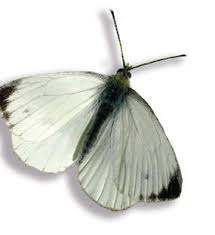 Attēlu rezultāti vaicājumam “Euphydrias aurinia upperside”