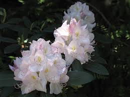 Attēlu rezultāti vaicājumam “Rhododendron catawbiense”