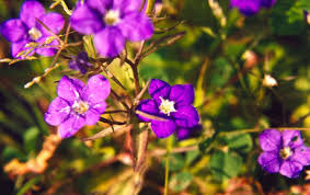 Image result for Legousia speculum-veneris