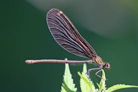 Attēlu rezultāti vaicājumam “Calopteryx virgo female”