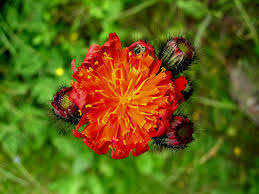 Attēlu rezultāti vaicājumam “Pilosella aurantiaca”