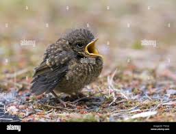 Attēlu rezultāti vaicājumam “Erithacus rubecula juvenile”