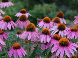 Image result for Echinacea angustifolia