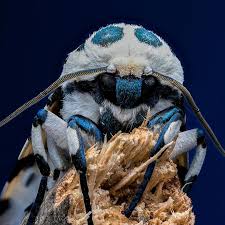 Attēlu rezultāti vaicājumam “Stemonitopsis hyperopta var. landewaldii macro”