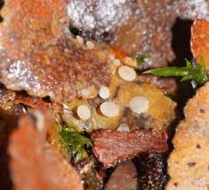 Attēlu rezultāti vaicājumam “Hymenoscyphus imberbis”