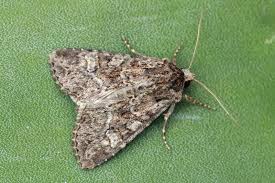 Attēlu rezultāti vaicājumam “Apamea remissa”