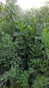 Attēlu rezultāti vaicājumam “Levisticum officinale”