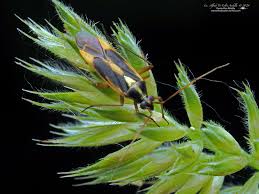 Attēlu rezultāti vaicājumam “Stenotus binotatus male”