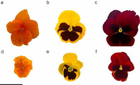 Attēlu rezultāti vaicājumam “Viola uliginosa bud”