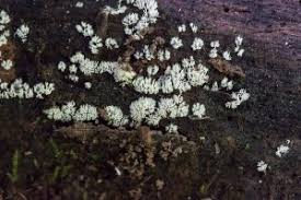 Attēlu rezultāti vaicājumam “Ceratiomyxa fruticulosa”