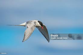 Attēlu rezultāti vaicājumam “Sterna”