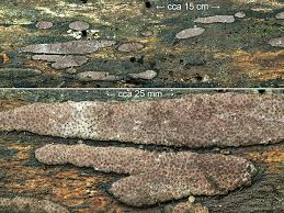 Attēlu rezultāti vaicājumam “Hypoxylon vogesiacum”