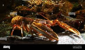 Image result for Homarus gammarus