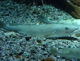 Image result for Merluccius merluccius