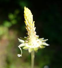 Attēlu rezultāti vaicājumam “Bellis perennis flower”